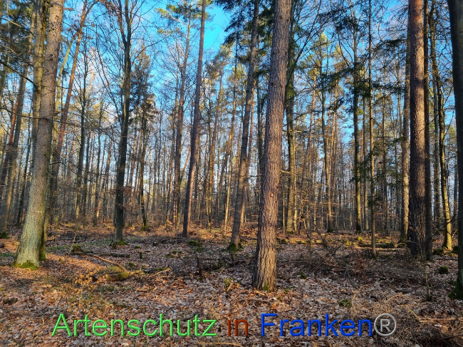 © Artenschutz in Franken® Bild zum Eintrag (1082688-160)