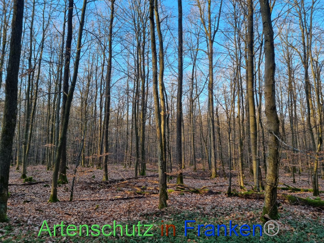 © Artenschutz in Franken® Bild zum Eintrag (1082690-160)