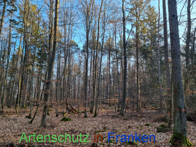 © Artenschutz in Franken® Bild zum Eintrag (1082691-160)