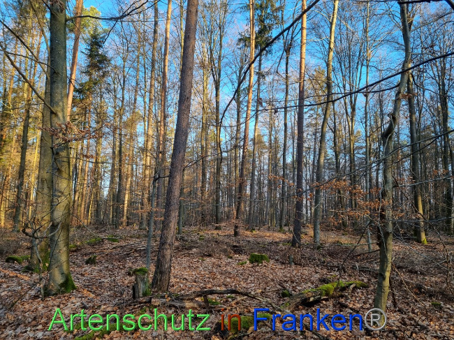 © Artenschutz in Franken® Bild zum Eintrag (1082692-160)