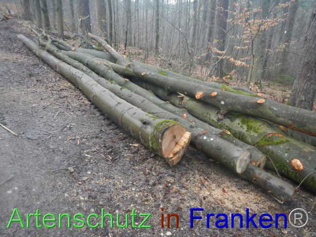 © Artenschutz in Franken® Bild zum Eintrag (1082703-160)