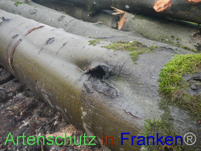 © Artenschutz in Franken® Bild zum Eintrag (1082705-160)