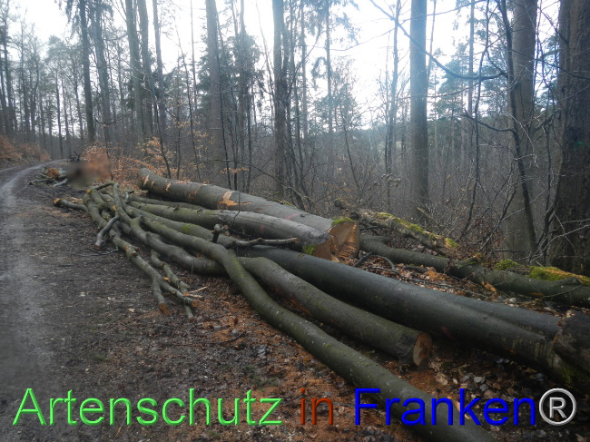 © Artenschutz in Franken® Bild zum Eintrag (1082706-160)
