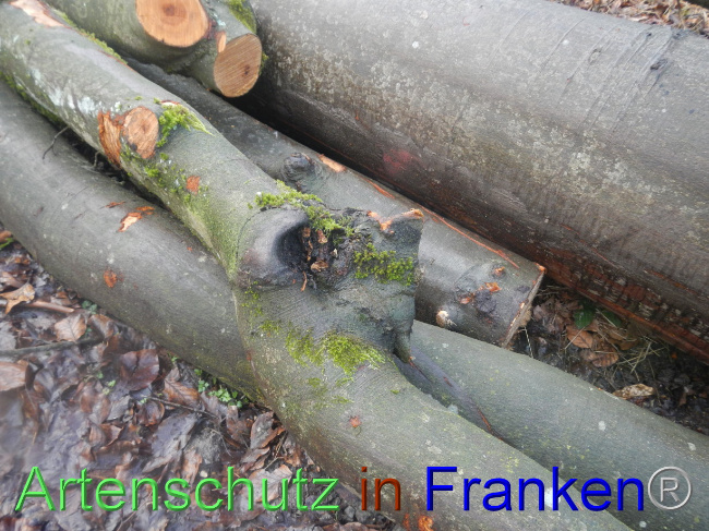© Artenschutz in Franken® Bild zum Eintrag (1082707-160)