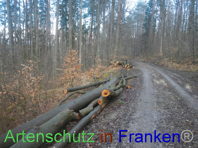 © Artenschutz in Franken® Bild zum Eintrag (1082709-160)