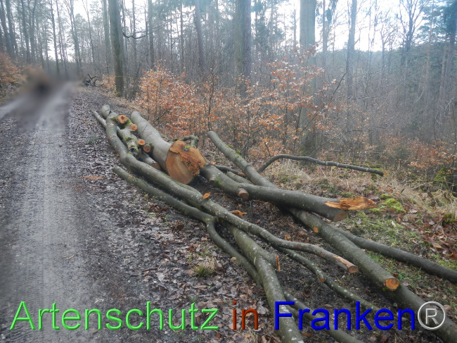 © Artenschutz in Franken® Bild zum Eintrag (1082710-160)