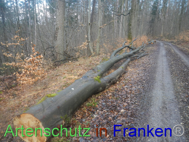 © Artenschutz in Franken® Bild zum Eintrag (1082711-160)