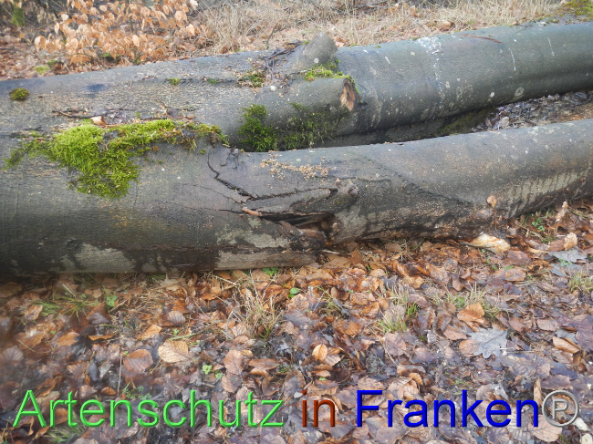 © Artenschutz in Franken® Bild zum Eintrag (1082712-160)