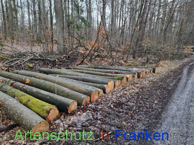 © Artenschutz in Franken® Bild zum Eintrag (1083181-160)