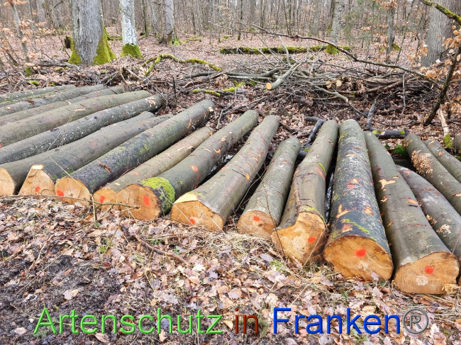 © Artenschutz in Franken® Bild zum Eintrag (1083182-160)