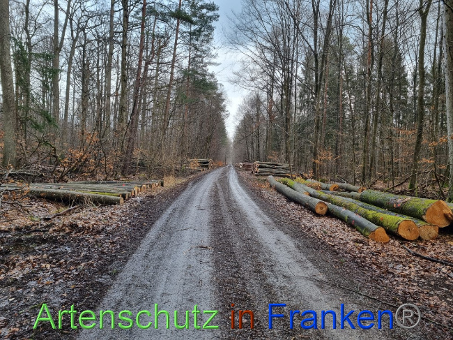 © Artenschutz in Franken® Bild zum Eintrag (1083207-160)