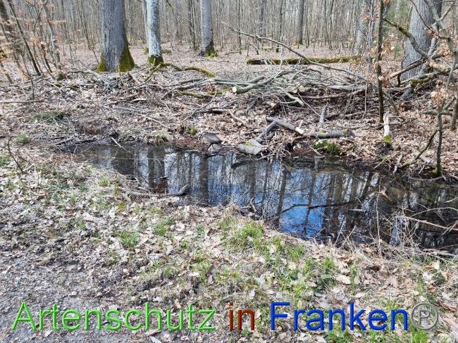 © Artenschutz in Franken® Bild zum Eintrag (1084339-160)
