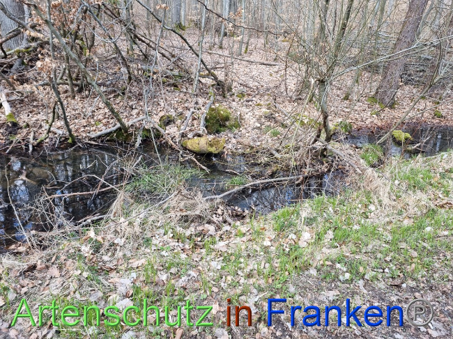 © Artenschutz in Franken® Bild zum Eintrag (1084342-160)