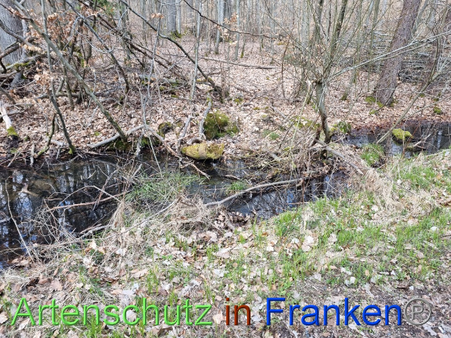 © Artenschutz in Franken® Bild zum Eintrag (1084343-160)