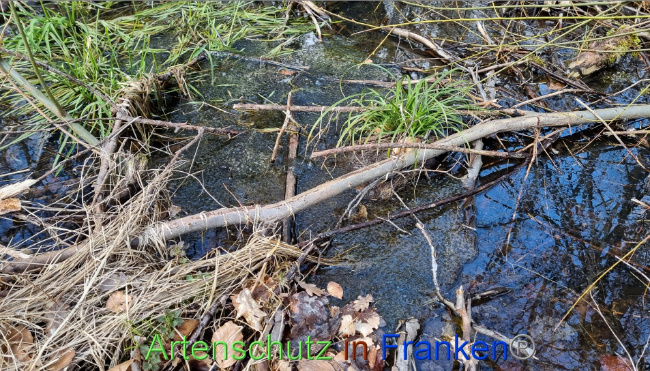 © Artenschutz in Franken® Bild zum Eintrag (1084344-160)