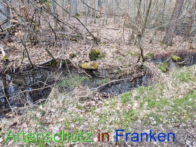 © Artenschutz in Franken® Bild zum Eintrag (1084346-160)