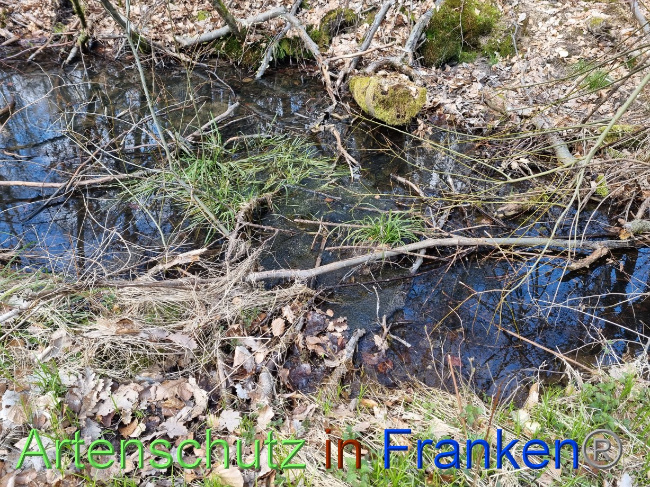 © Artenschutz in Franken® Bild zum Eintrag (1084347-160)