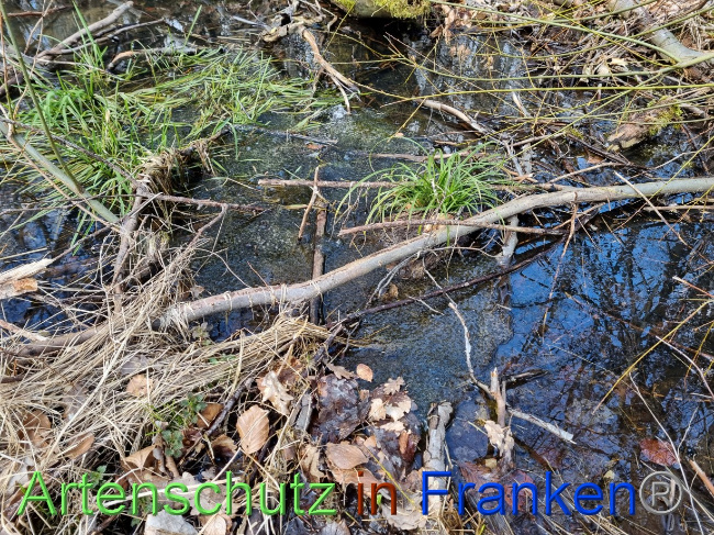 © Artenschutz in Franken® Bild zum Eintrag (1084348-160)