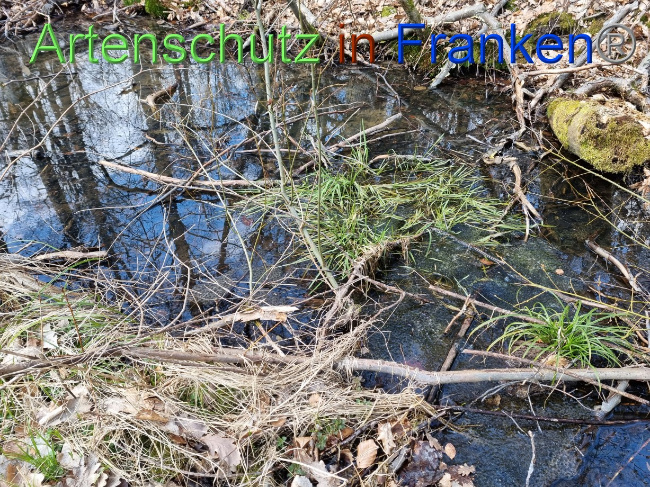 © Artenschutz in Franken® Bild zum Eintrag (1084349-160)