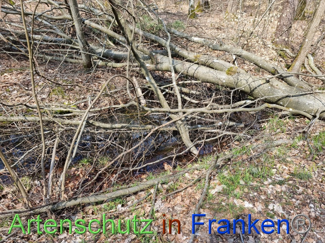 © Artenschutz in Franken® Bild zum Eintrag (1084352-160)