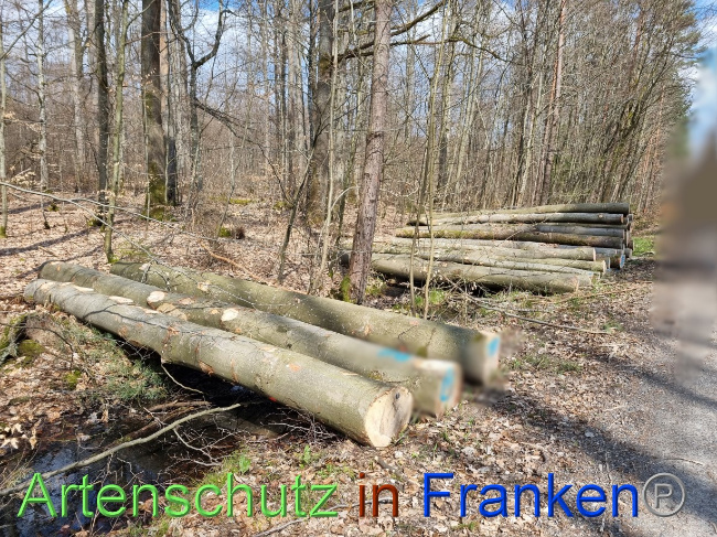© Artenschutz in Franken® Bild zum Eintrag (1084353-160)