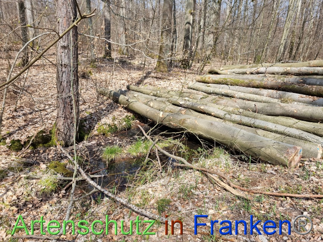© Artenschutz in Franken® Bild zum Eintrag (1084354-160)
