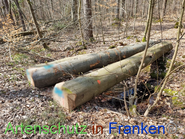 © Artenschutz in Franken® Bild zum Eintrag (1084355-160)