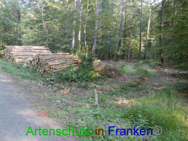 © Artenschutz in Franken® Bild zum Eintrag (1089267-160)