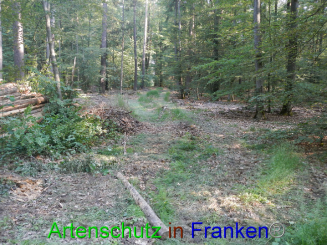 © Artenschutz in Franken® Bild zum Eintrag (1089338-160)