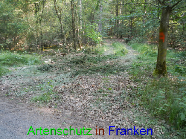 © Artenschutz in Franken® Bild zum Eintrag (1089339-160)