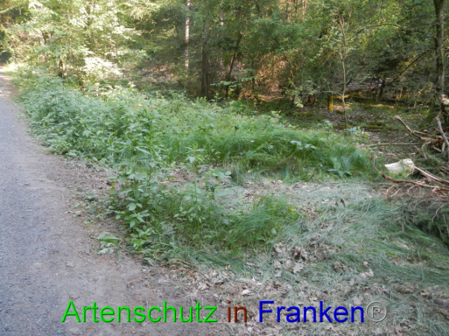 © Artenschutz in Franken® Bild zum Eintrag (1089340-160)