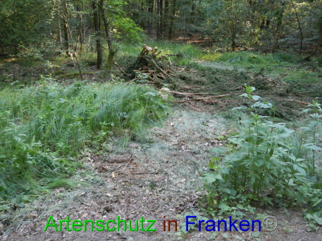 © Artenschutz in Franken® Bild zum Eintrag (1089341-160)