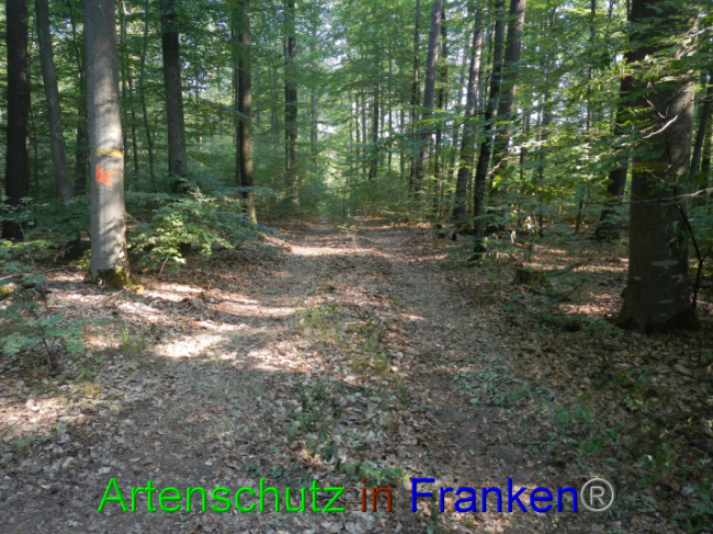 © Artenschutz in Franken® Bild zum Eintrag (1089342-160)