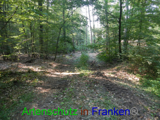 © Artenschutz in Franken® Bild zum Eintrag (1089343-160)