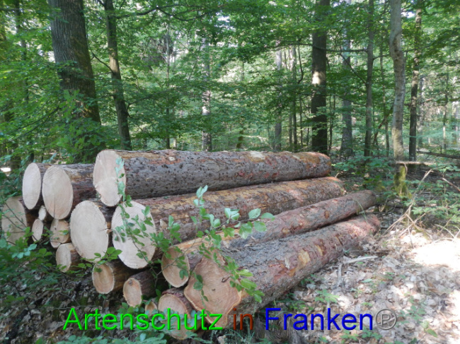© Artenschutz in Franken® Bild zum Eintrag (1089344-160)