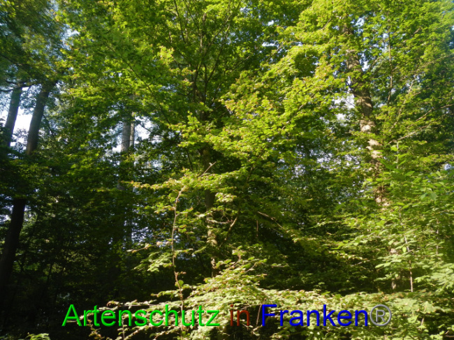 © Artenschutz in Franken® Bild zum Eintrag (1089345-160)
