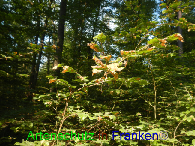© Artenschutz in Franken® Bild zum Eintrag (1089346-160)
