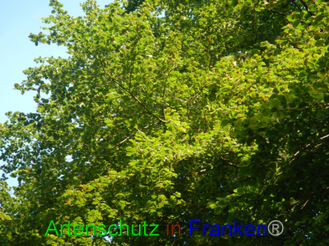 © Artenschutz in Franken® Bild zum Eintrag (1089347-160)