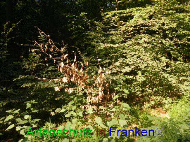 © Artenschutz in Franken® Bild zum Eintrag (1089348-160)