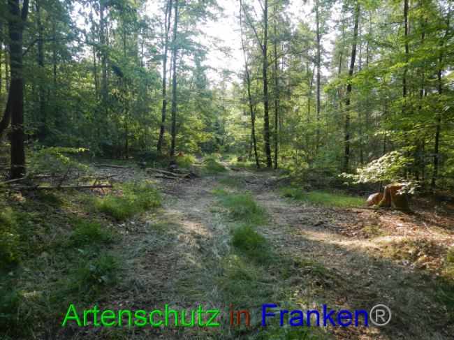 © Artenschutz in Franken® Bild zum Eintrag (1089349-160)