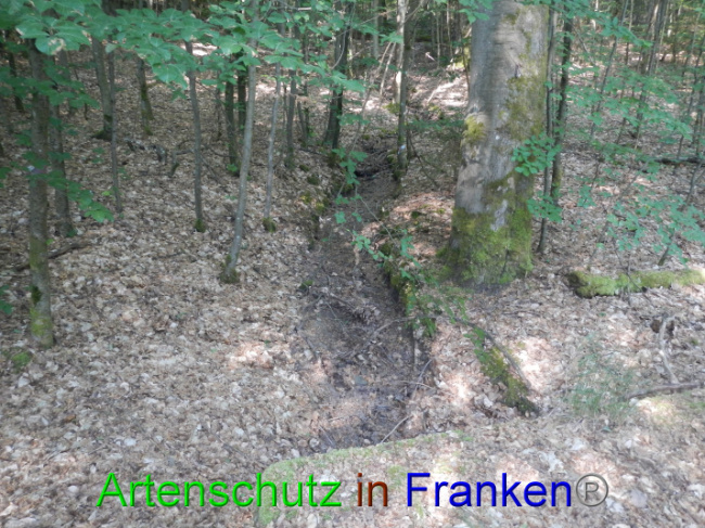 © Artenschutz in Franken® Bild zum Eintrag (1089350-160)