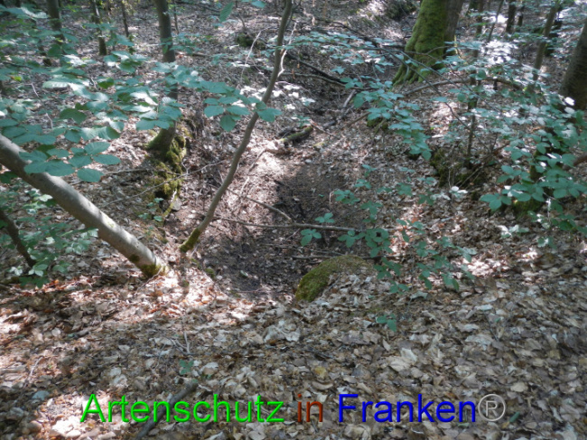 © Artenschutz in Franken® Bild zum Eintrag (1089351-160)