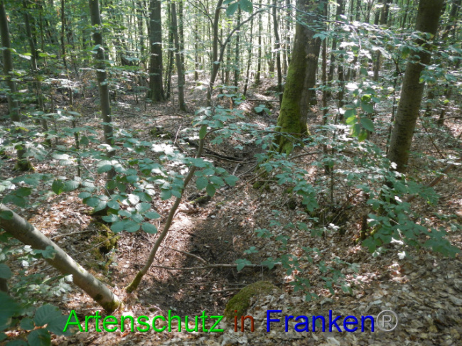 © Artenschutz in Franken® Bild zum Eintrag (1089352-160)