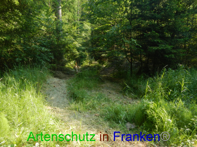 © Artenschutz in Franken® Bild zum Eintrag (1089353-160)