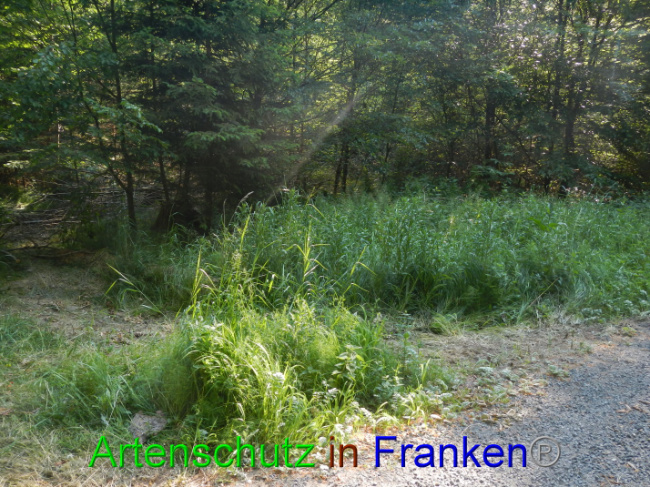 © Artenschutz in Franken® Bild zum Eintrag (1089354-160)