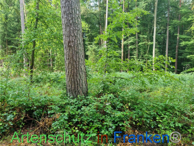 © Artenschutz in Franken® Bild zum Eintrag (1091270-160)
