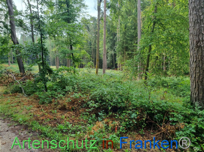 © Artenschutz in Franken® Bild zum Eintrag (1091271-160)