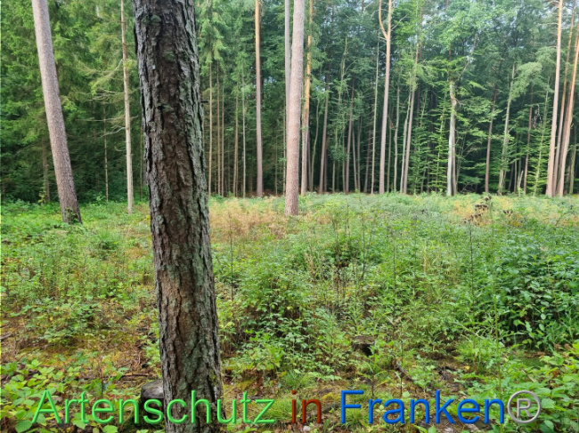© Artenschutz in Franken® Bild zum Eintrag (1091272-160)