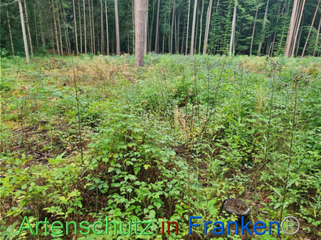 © Artenschutz in Franken® Bild zum Eintrag (1091274-160)