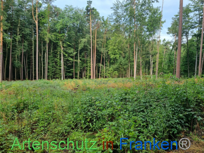 © Artenschutz in Franken® Bild zum Eintrag (1091275-160)